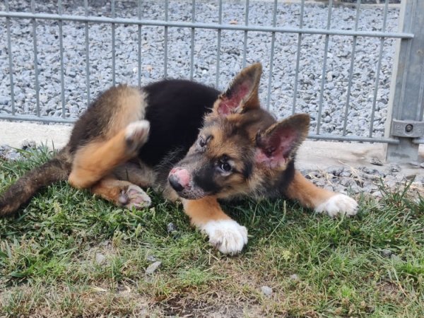 celulite juvenil canina